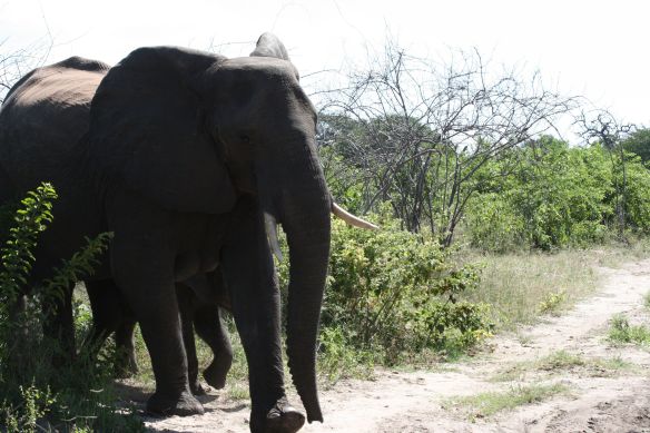 Momma elephant guarding her baby from our vehicle in Chobe National Park, Botswana.