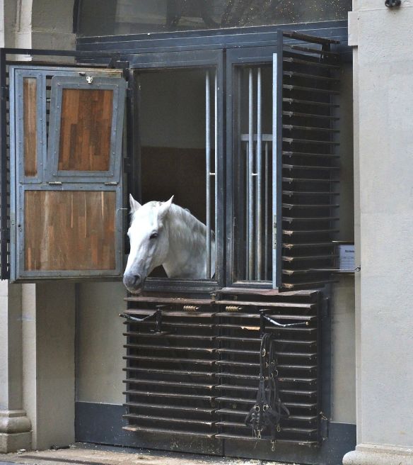 This Lipizzaner horse peaks out of his wood stall in Vienna.
