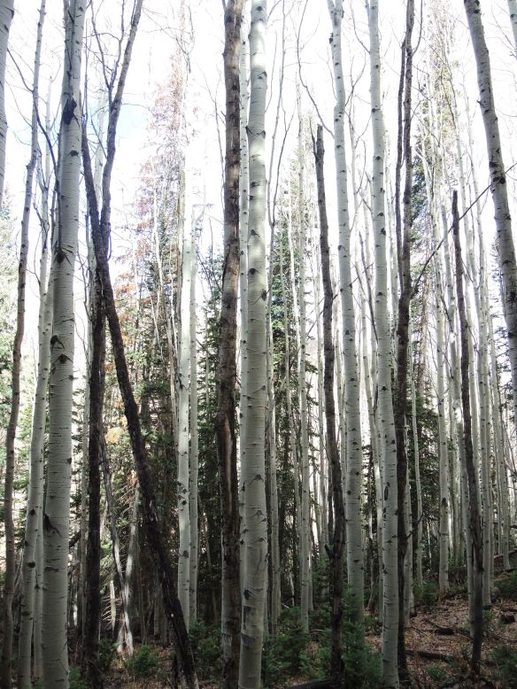 I loved the beautiful wood on these trees I saw while hiking above Park City in October.